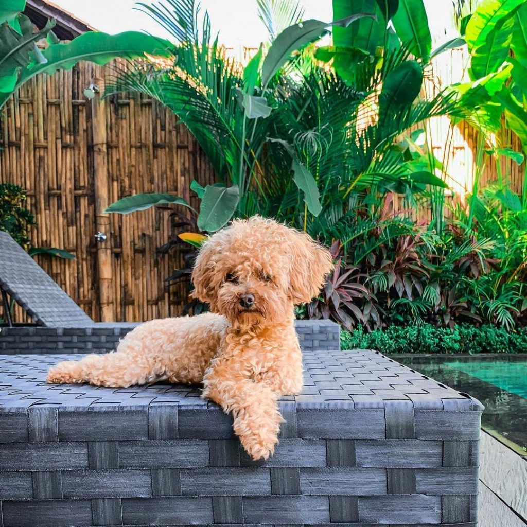 Assuming All Bali Family Villas are Pet-Friendly