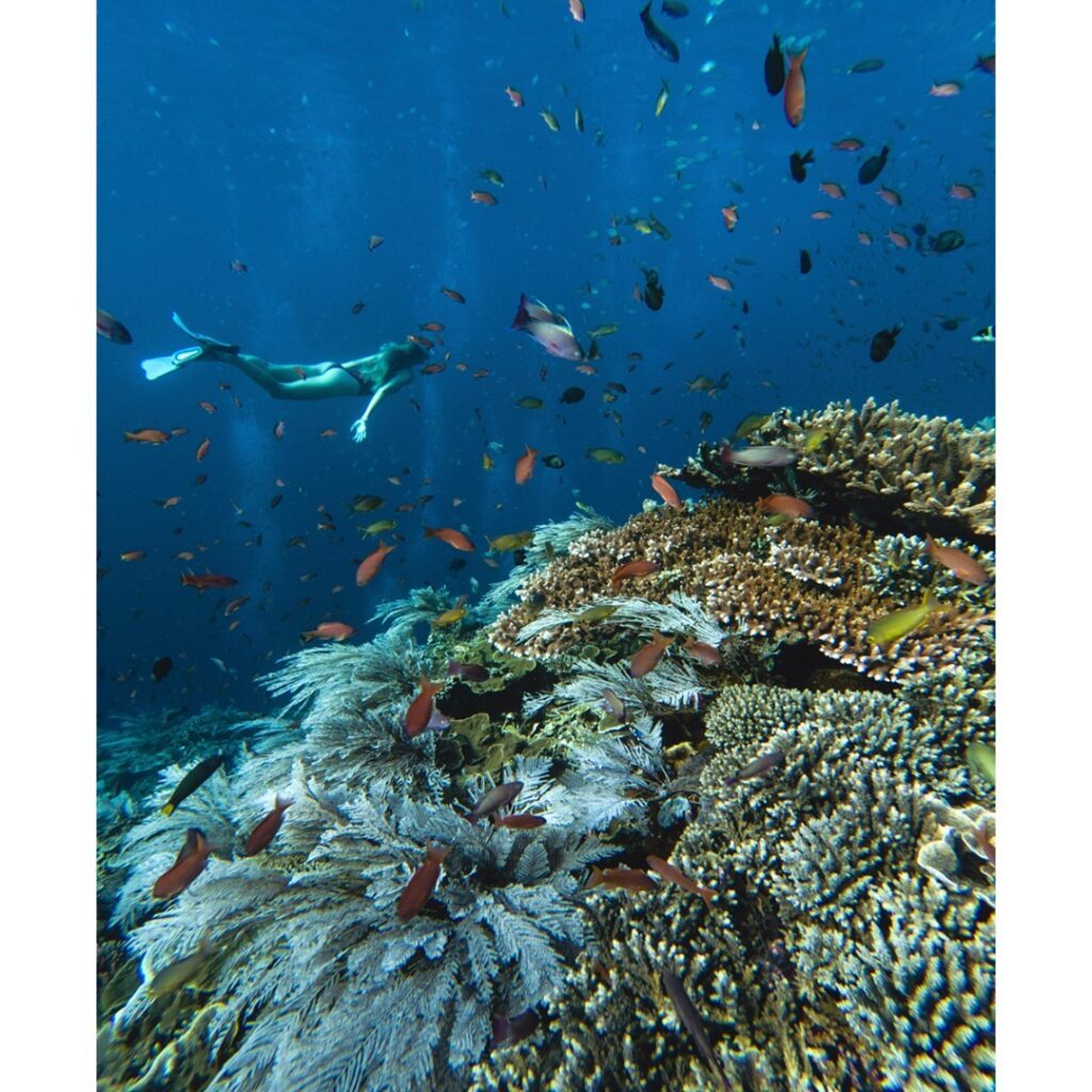 snorkeling ketika tour ke Labuan Bajo