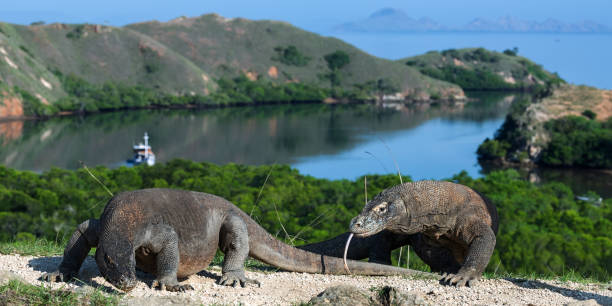 The populations of ancient dragons in Komodo Island.