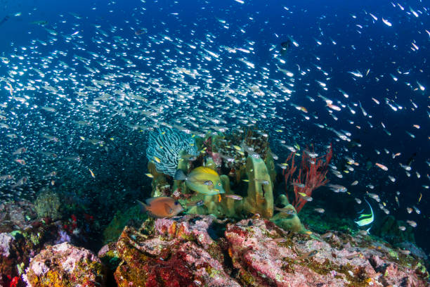 Marine life in Komodo Island